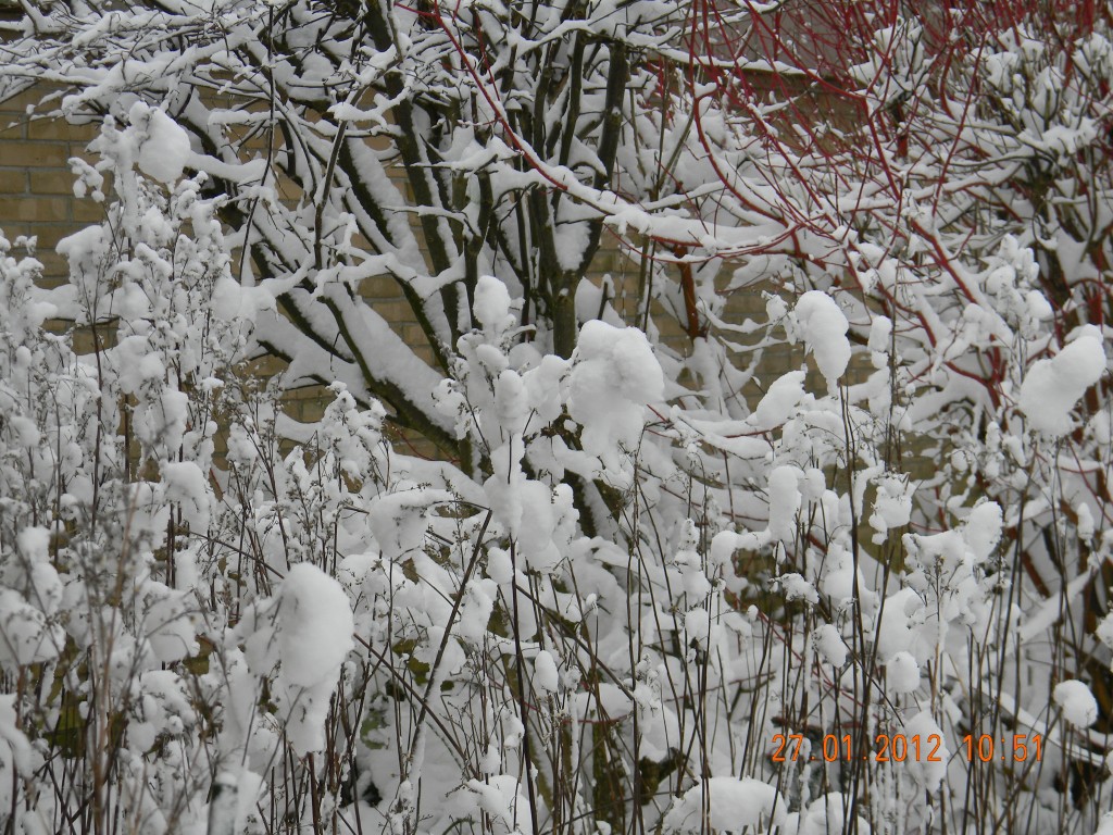 Der er lovet sne søndag! Tror du på det?