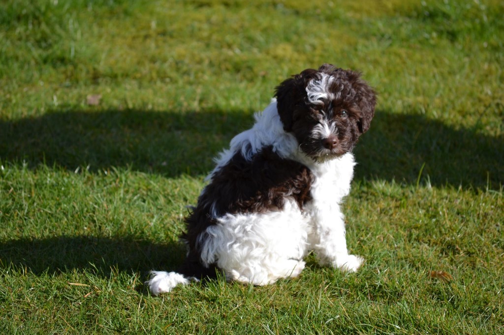 Familiehunden Rosa