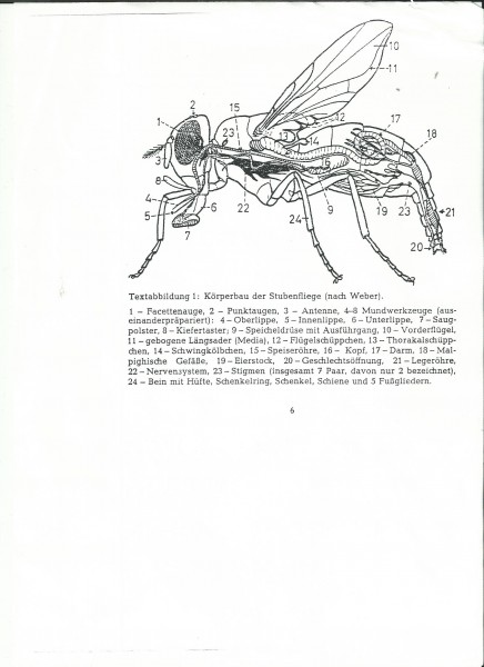 Den tyske flue 050912b